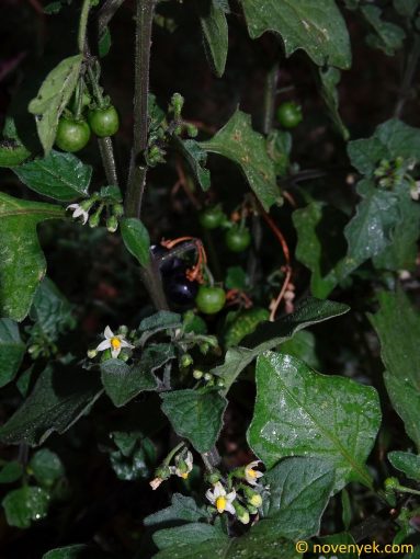 Image of plant Solanum nigrum