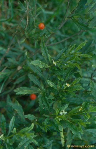 Image of plant Solanum pseudocapsicum