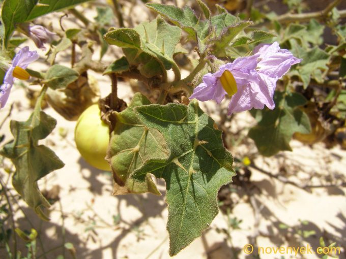 Image of plant Solanum sodomeum