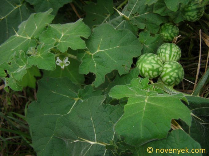Image of plant Solanum viarum