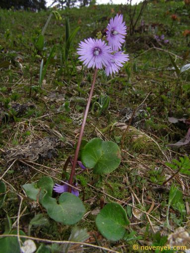 Image of plant Soldanella alpina