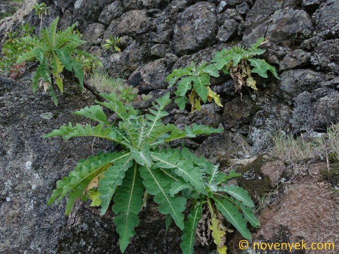 Image of plant Sonchus daltonii