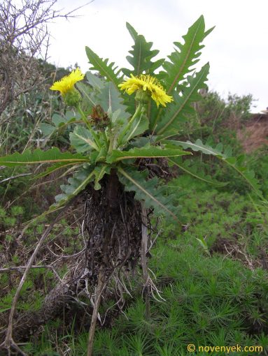 Image of plant Sonchus ortunoi