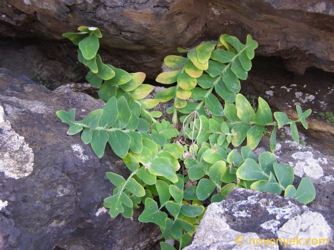 Image of plant Sonchus ustulatus