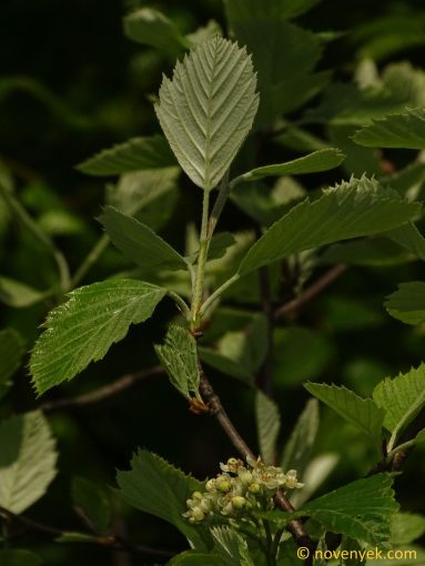 Image of plant Sorbus acutiserratus