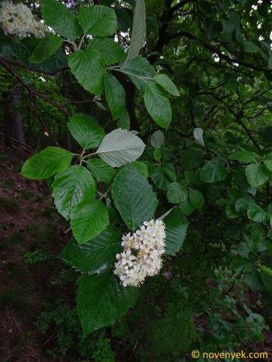 Image of plant Sorbus andreanszkyana