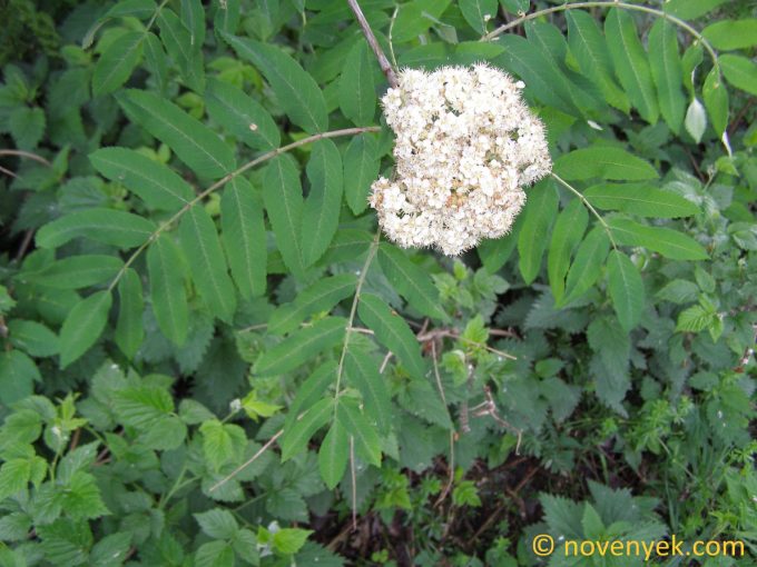 Image of plant Sorbus aucuparia