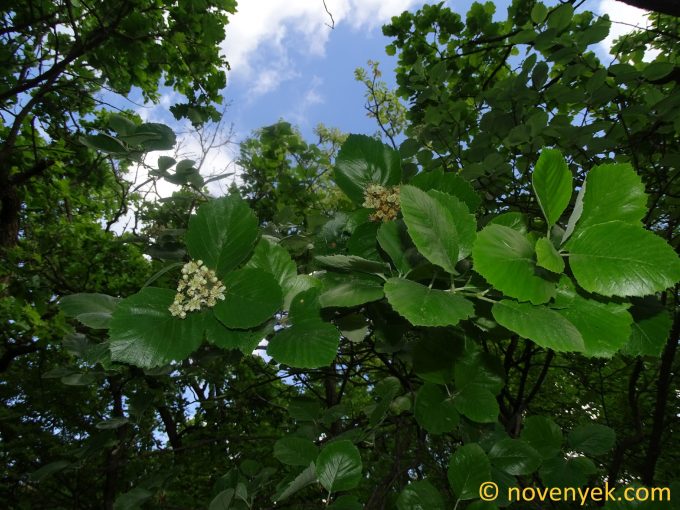 Image of plant Sorbus balatonica