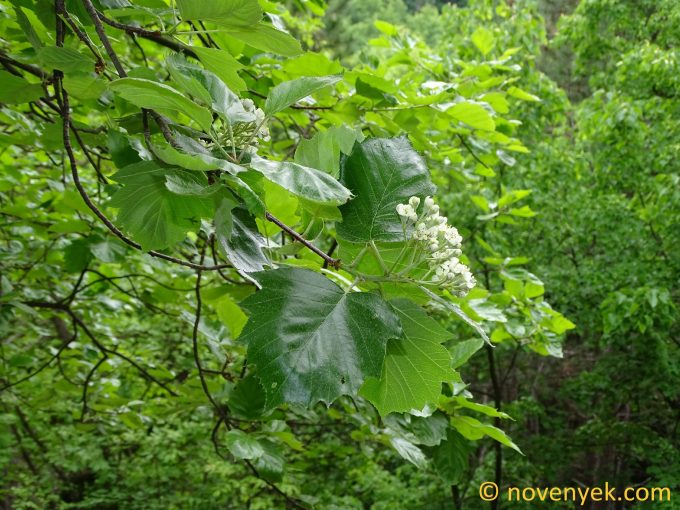 Image of plant Sorbus concavifolia