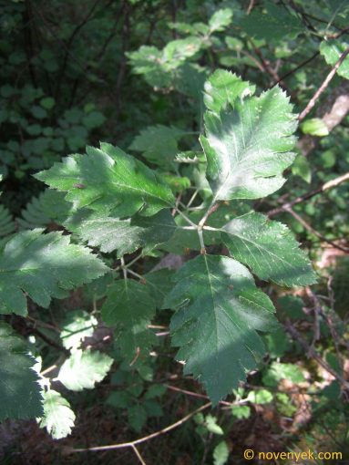 Image of plant Sorbus dacica