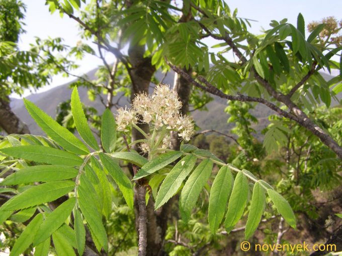 Image of plant Sorbus domestica