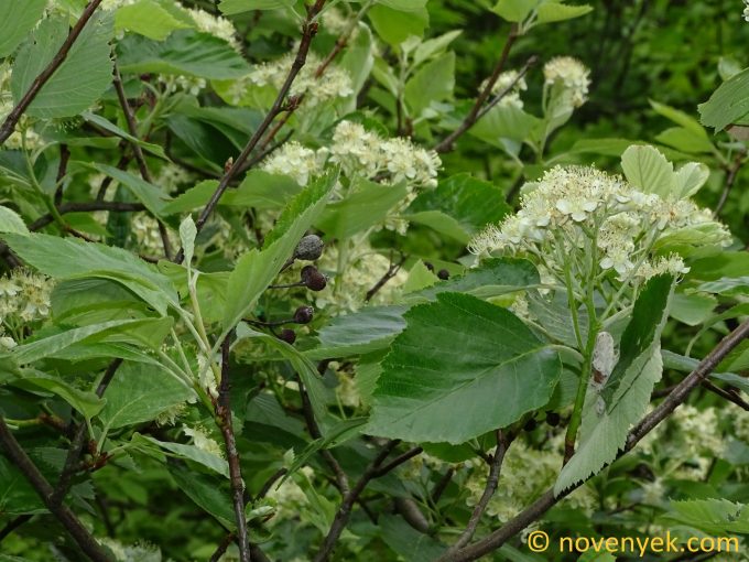 Image of plant Sorbus karpatii