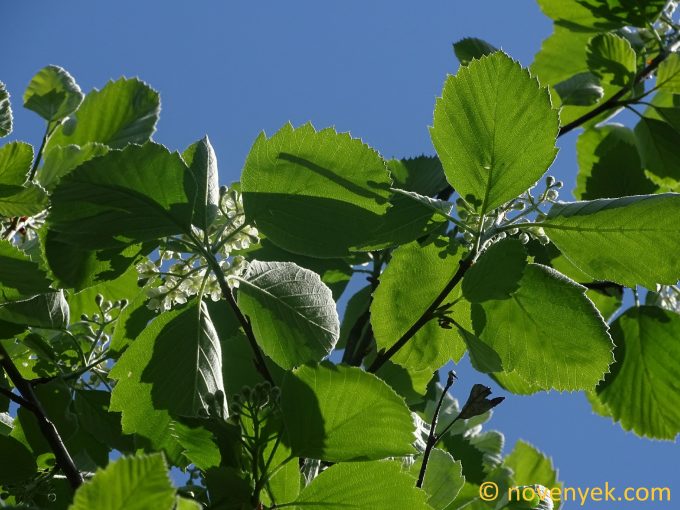 Image of plant Sorbus majeri