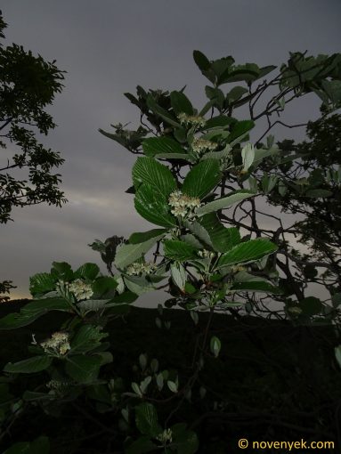 Image of plant Sorbus pannonica