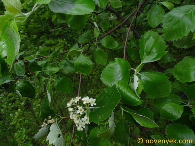 Image of plant Sorbus polgariana
