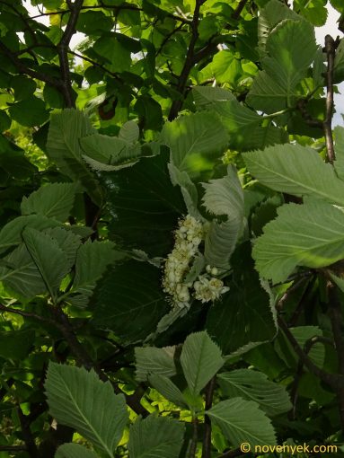 Image of plant Sorbus pseudobakonyensis