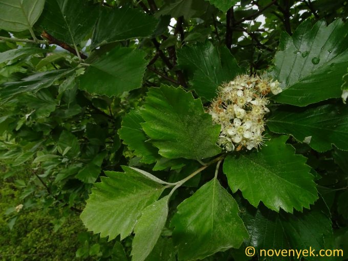Image of plant Sorbus pseudosemiincisa