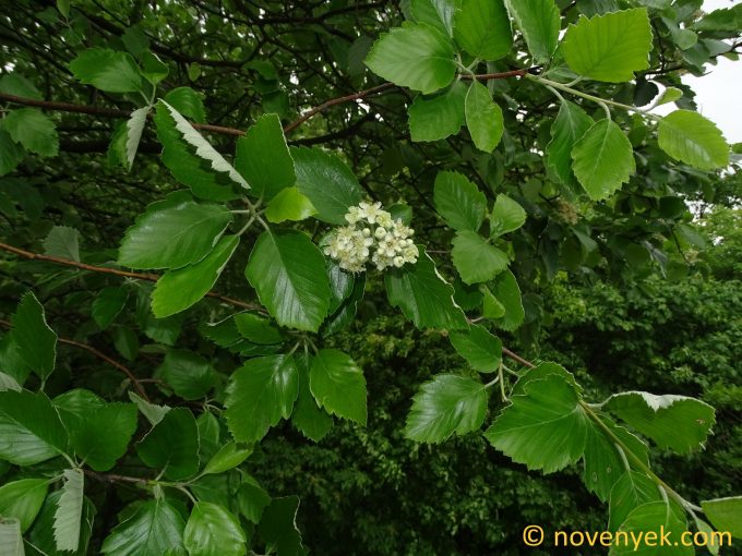 Image of plant Sorbus redliana