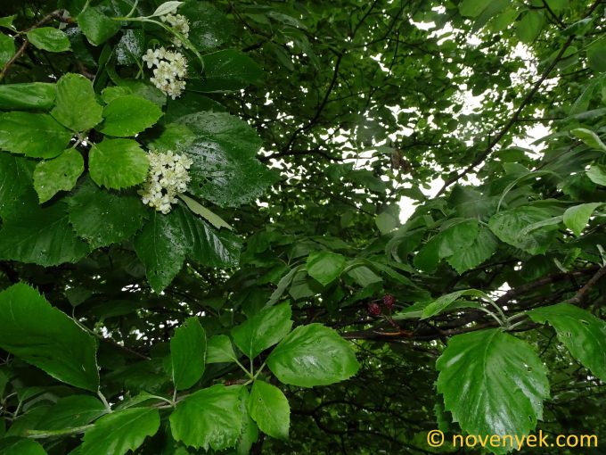 Image of plant Sorbus vallerubusensis