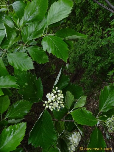 Image of plant Sorbus vertesensis