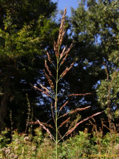 Image of plant Sorghum halepense