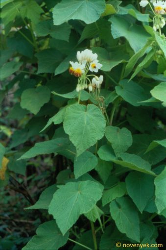 Image of plant Sparmannia africana