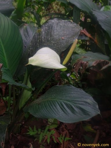 Image of plant Spathiphyllum cannifolium
