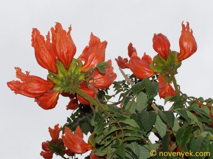 Image of plant Spathodea campanulata