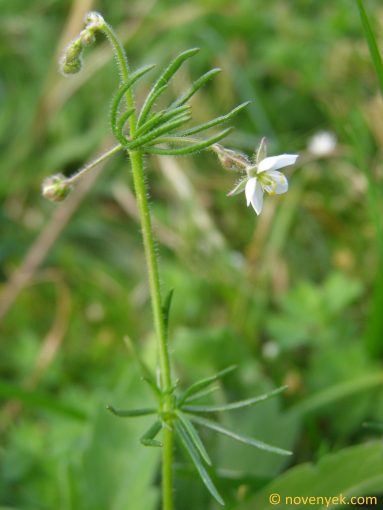 Image of plant Spergula arvensis
