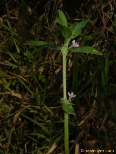 Image of plant Spermacoce articularis