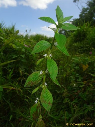 Image of plant Spermacoce ocymifolia