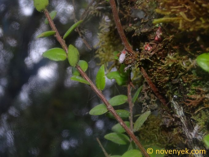 Image of plant Sphyrospermum buxifolium