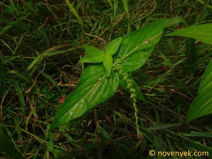 Image of plant Spigelia anthelmia