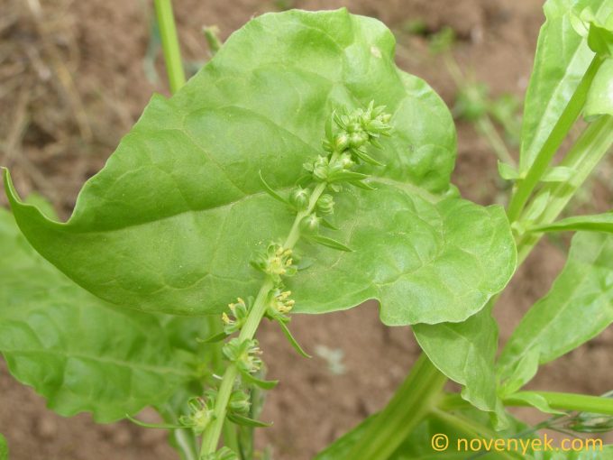 Image of plant Spinacia oleracea