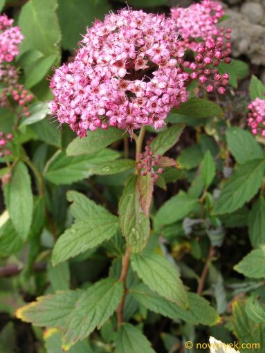 Image of plant Spiraea japonica