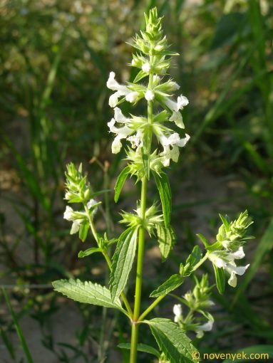 Image of plant Stachys annua