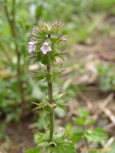 Image of plant Stachys arvensis