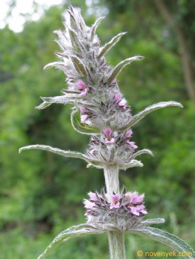 Image of plant Stachys germanica