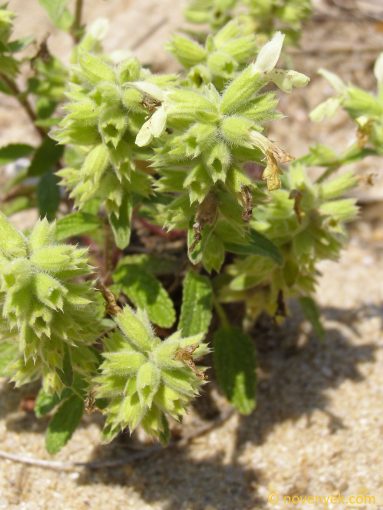 Image of plant Stachys maritima