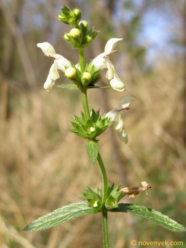 Image of plant Stachys recta
