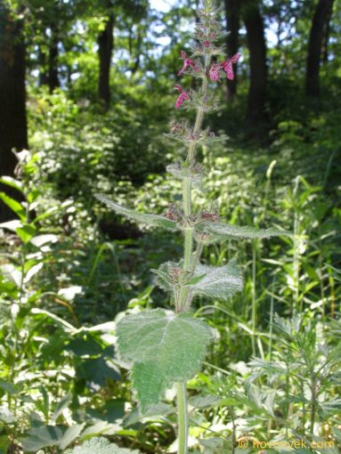 Image of plant Stachys sylvatica