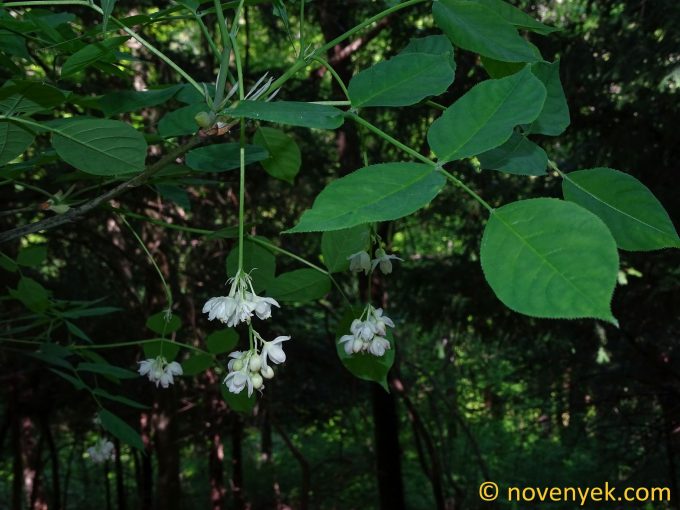 Image of plant Staphylea pinnata
