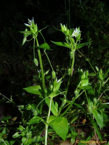Image of plant Stellaria media