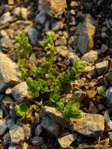 Image of plant Stellaria pallida