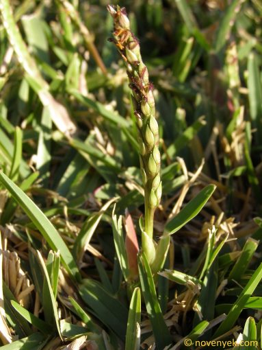 Image of plant Stenotaphrum secundatum