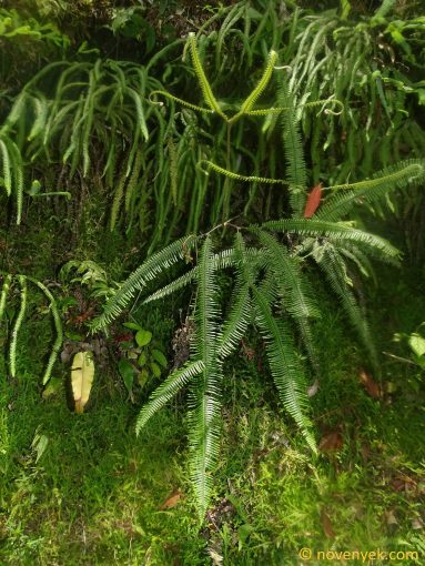 Image of plant Sticherus bifidus