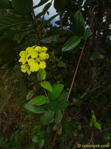 Image of plant Stigmaphyllon diversifolium