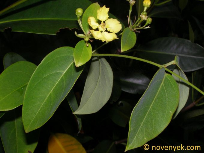 Image of plant Stigmaphyllon ellipticum
