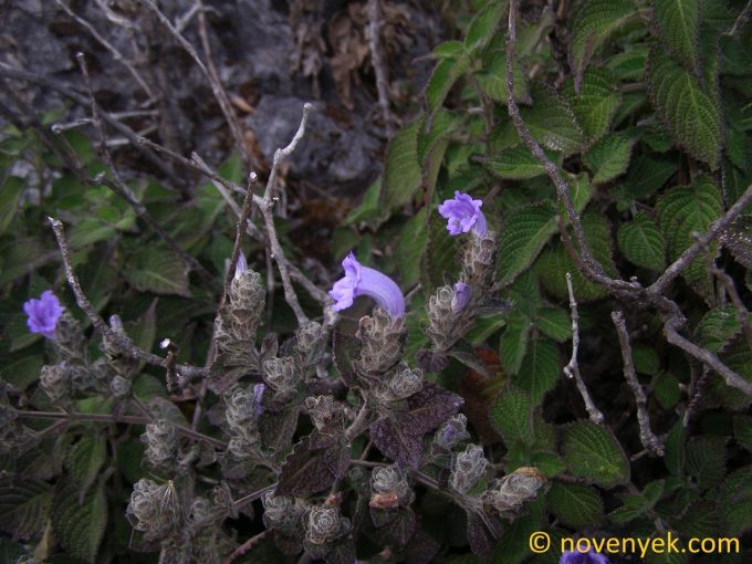 Image of plant Strobilanthes chiangdaoensis