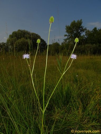 Image of plant Succisella inflexa